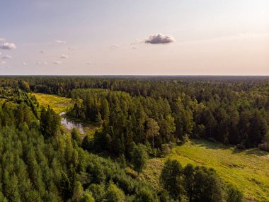 Çam ormanının gerçek insansız hava aracı görüntüsü. Fotoğraf Avrupa, Letonya 'da çekildi.