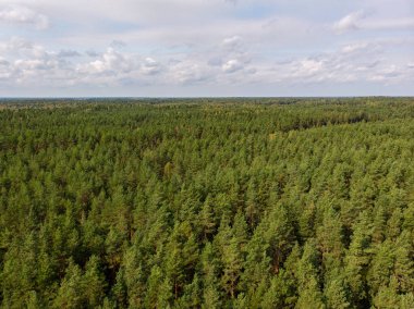 Çam ormanının gerçek insansız hava aracı görüntüsü. Fotoğraf Avrupa, Letonya 'da çekildi.