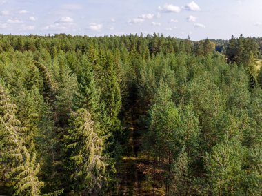 Çam ormanının gerçek insansız hava aracı görüntüsü. Fotoğraf Avrupa, Letonya 'da çekildi.