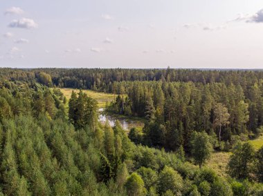 Çam ormanının gerçek insansız hava aracı görüntüsü. Fotoğraf Avrupa, Letonya 'da çekildi.