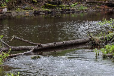 Ormanın yakınındaki küçük bir nehre sıkışmış yaşlı bir ağaç. Fotoğraf Avrupa, Letonya 'da çekildi.