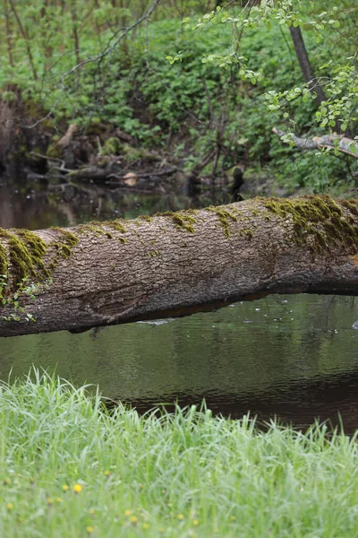 Vue Campagne Vieil Arbre Bois Tombé Sur Une Petite Rivière — Photo