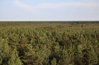 Sıcak bir yaz gününde çam ağaçlarının bulunduğu ormanın manzarası. Fotoğraf Letonya 'da çekildi.