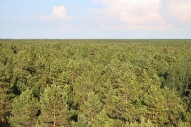 Sıcak bir yaz gününde çam ağaçlarının bulunduğu ormanın manzarası. Fotoğraf Letonya 'da çekildi.