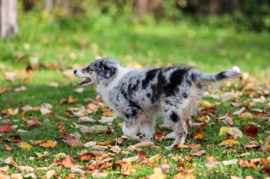 Bahçede koşuşturan mavi Marmor Sheltie yavrusu. Fotoğraf Avrupa, Letonya 'da çekildi.