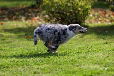 Bahçede koşuşturan mavi Marmor Sheltie yavrusu. Fotoğraf Avrupa, Letonya 'da çekildi.