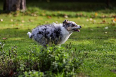 Bahçede koşuşturan mavi Marmor Sheltie yavrusu. Fotoğraf Avrupa, Letonya 'da çekildi.