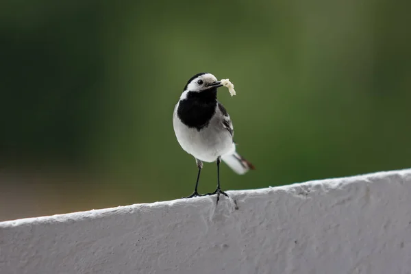 Petit Bel Oiseau Wagtile Blanc Assis Sur Balcon Maison Bloc — Photo