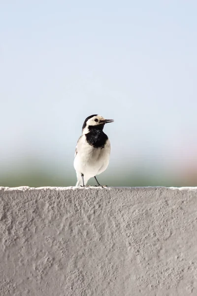 Malá Krásná Bílá Sázka Pták Sedí Bílém Bloku Domu Balkon — Stock fotografie