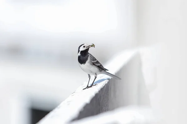 Malá Krásná Bílá Sázka Pták Sedí Bílém Bloku Domu Balkon — Stock fotografie