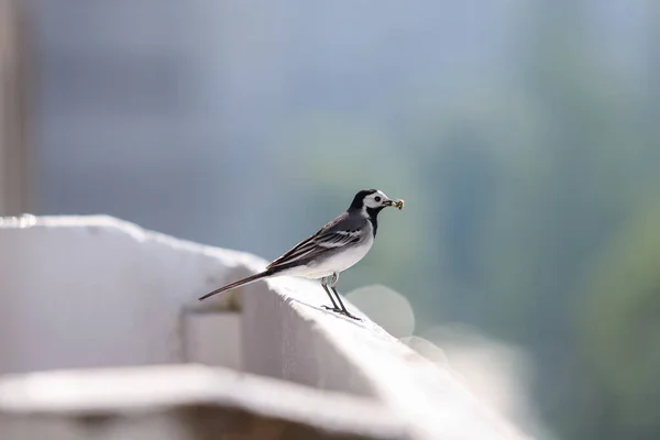 Malá Krásná Bílá Sázka Pták Sedí Bílém Bloku Domu Balkon — Stock fotografie