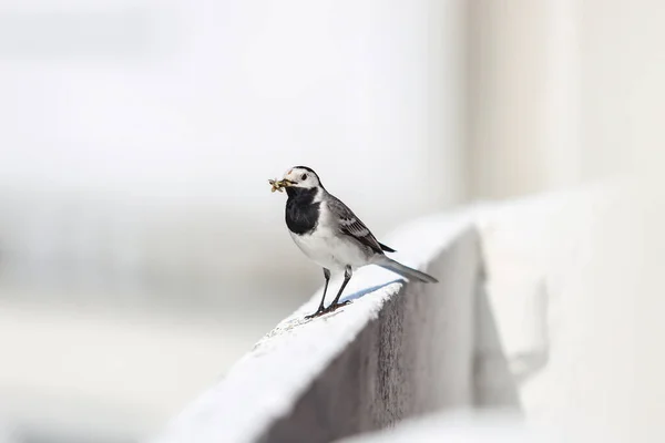 Malá Krásná Bílá Sázka Pták Sedí Bílém Bloku Domu Balkon — Stock fotografie