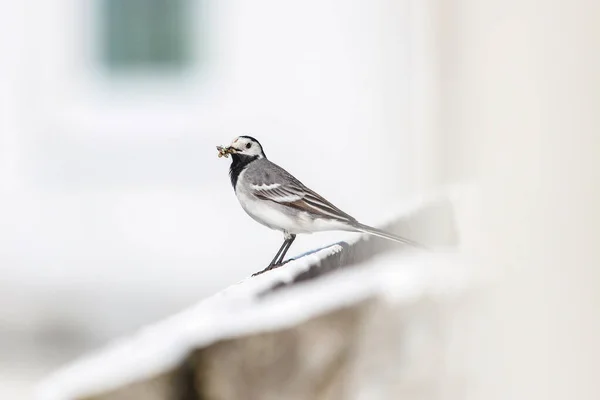 Malá Krásná Bílá Sázka Pták Sedí Bílém Bloku Domu Balkon — Stock fotografie