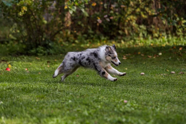 庭を走り回る若い青の鎧のシェルティー子犬 写真はヨーロッパ ラトビアで撮影 — ストック写真