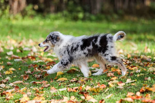 Joven Cachorro Azul Marmor Sheltie Corriendo Por Jardín Foto Tomada —  Fotos de Stock