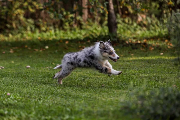 庭を走り回る若い青の鎧のシェルティー子犬 写真はヨーロッパ ラトビアで撮影 — ストック写真