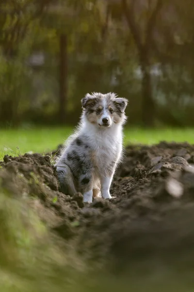 Genç Sheltie köpek yavrusu çiçekte oturuyor, tarım arazisi yatağında. Fotoğraf ılık bir sonbahar gününde çekildi..
