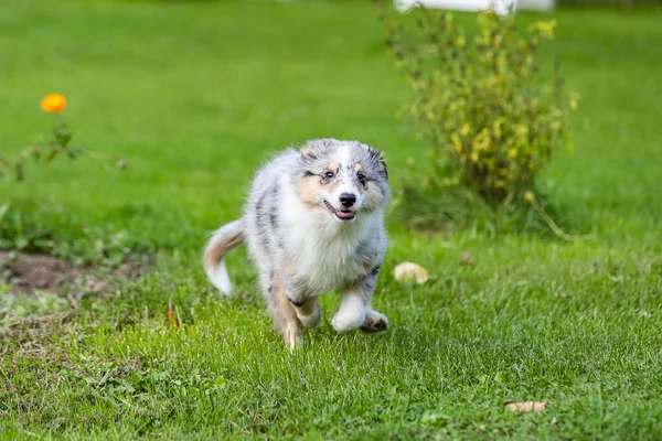 Jonge Blauwe Marmor Sheltie Puppy Loopt Rond Tuin Foto Genomen — Stockfoto