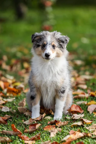 Pequeno Filhote Cachorro Pastor Shetland Jovem Sentado Jardim Com Folhas — Fotografia de Stock