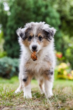 Bahçede çürük elmayla duran küçük çoban köpeği Sheltie puppy. Fotoğraf, sıcak bir yaz gününde çekildi. Yavru köpek kameraya doğru bakıyor..
