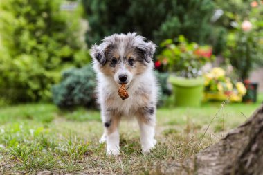 Small shetland sheepdog sheltie puppy standing in the garden with rotten apple. Photo taken in a warm summer day. Puppy looking towards camera. clipart