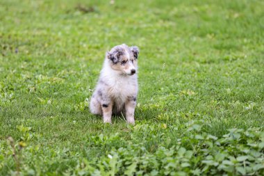 Bahçede oturan küçük mavi merle shetland çoban köpeği yavrusu. Fotoğraf kırsal alanda çekildi..