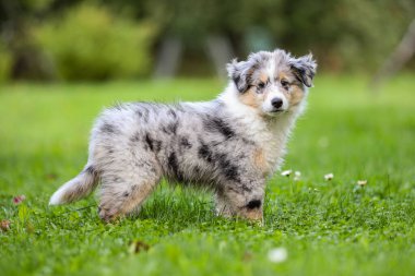 Kırsal alanda küçük, güzel bir çoban köpeği Sheltie yavrusu. Fotoğraf Avrupa, Letonya 'da çekildi.
