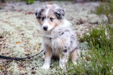 Küçük beyaz Shetland çoban köpeği Sheltie ormanda oturuyor. Fotoğraf sıcak bir yaz gününde çekildi..