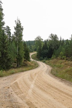 Çam ağacı ormanında eski çakıllı çukur yolu. Fotoğraf sıcak bir yaz gününde çekildi..
