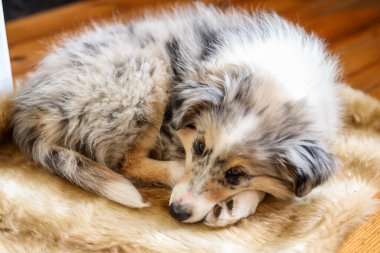 Küçük Sheetland çoban köpeği Sheltie yerde uyuyor. Fotoğraf evde çekildi..