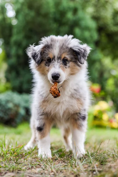 Small Shetland Sheepdog Sheltie Puppy Standing Garden Rotten Apple Photo — Stock Photo, Image