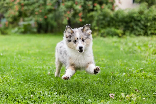 Bahçede koşuşturan küçük, güzel bir çoban köpeği. Fotoğraf Letonya 'da çekildi