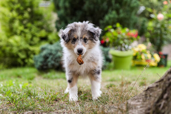 Small shetland sheepdog sheltie puppy standing in the garden with rotten apple. Photo taken in a warm summer day. Puppy looking towards camera.