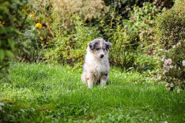 Bahçede oturan küçük mavi merle shetland çoban köpeği yavrusu. Fotoğraf kırsal alanda çekildi..