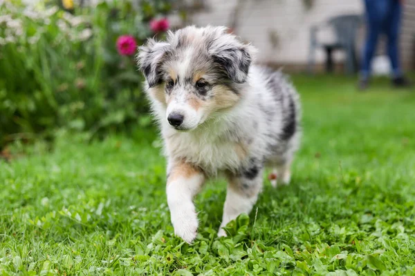 Kırsal alanda küçük, güzel bir çoban köpeği Sheltie yavrusu. Fotoğraf Avrupa, Letonya 'da çekildi.