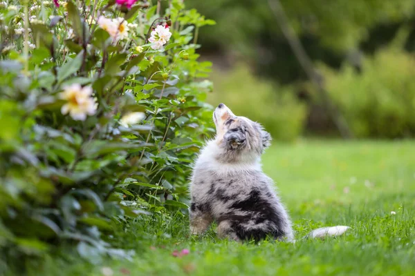 Mały Shetland Sheepdog Sheltie Szczeniak Stojący Pachnący Kwiaty Wsi Ogród — Zdjęcie stockowe