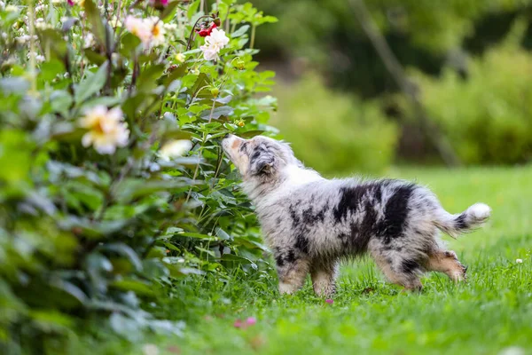 Malý Shetland Ovčák Sheltie Štěně Stojící Vonící Květiny Venkově Zahrady — Stock fotografie