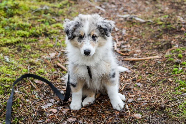 Mały Biały Shetland Szczeniak Sheepdog Sheltie Siedzi Lesie Zdjęcie Zrobione — Zdjęcie stockowe