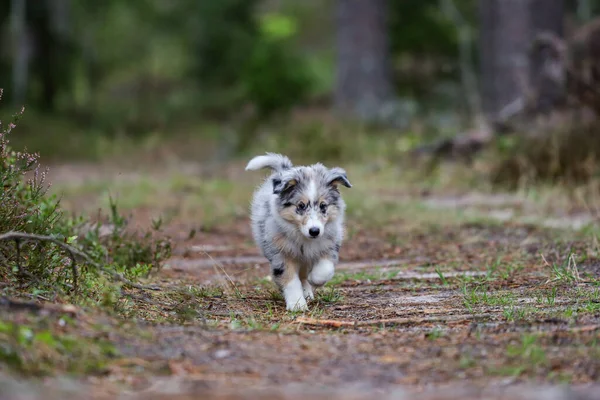 Kleine Mooie Shetland Herdershond Puppy Wandelen Door Het Bos Foto — Stockfoto