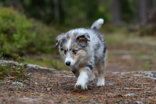 Pequeño Perrito Pastor Hermoso Shetland Caminando Través Del Bosque Foto —  Fotos de Stock