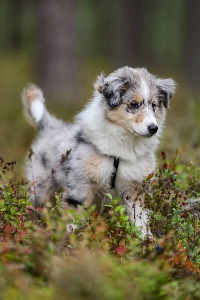 Kleine Jonge Sheltie Puppie Zit Het Bos Foto Genomen Een — Stockfoto