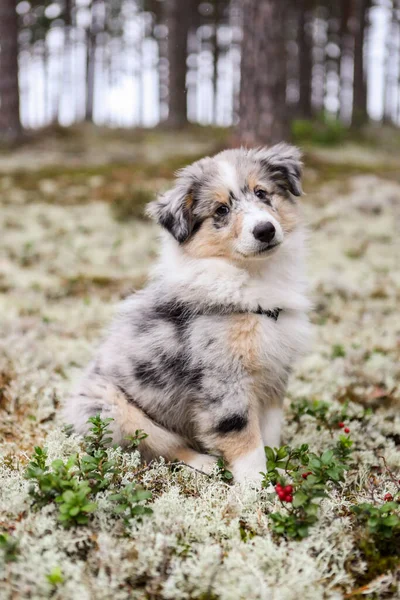 Small Beautiful Blue Merle Shetland Sheepdog Puppy Sitting Forest Moss — Stock Photo, Image