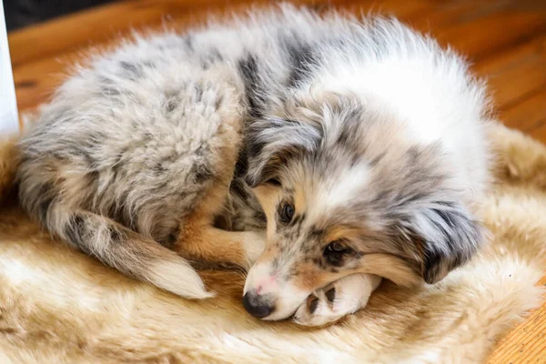 Küçük Sheetland çoban köpeği Sheltie yerde uyuyor. Fotoğraf evde çekildi..
