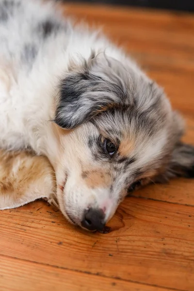 Küçük Sheetland çoban köpeği Sheltie yerde uyuyor. Fotoğraf evde çekildi..