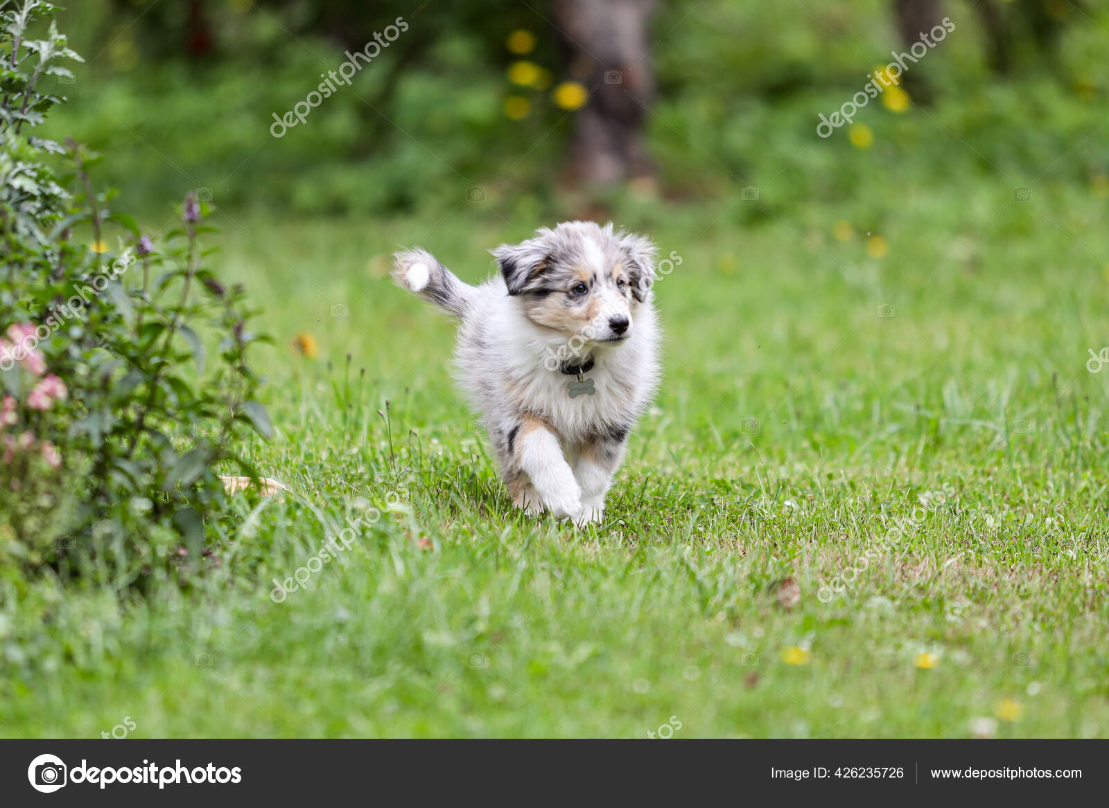 small shetland sheepdog