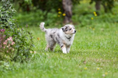 Bahçe çimlerinde yürüyen güzel, küçük bir çoban köpeği Sheltie yavrusu. Fotoğraf sıcak ve bulutlu bir günde çekildi..