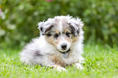 Arka planda çiçekleri olan güzel bir çoban köpeği Sheltie yavrusu. Fotoğraf sıcak bir yaz gününde çekildi..