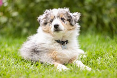 Arka planda çiçekleri olan güzel bir çoban köpeği Sheltie yavrusu. Fotoğraf sıcak bir yaz gününde çekildi..