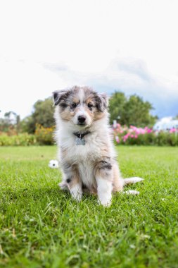 Küçük Shetland çoban köpeği yavrusu çimlerin üzerinde oturuyor. Fotoğraf bahçede çekildi..