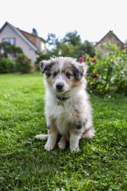 Küçük Shetland çoban köpeği yavrusu çimlerin üzerinde oturuyor. Fotoğraf bahçede çekildi..